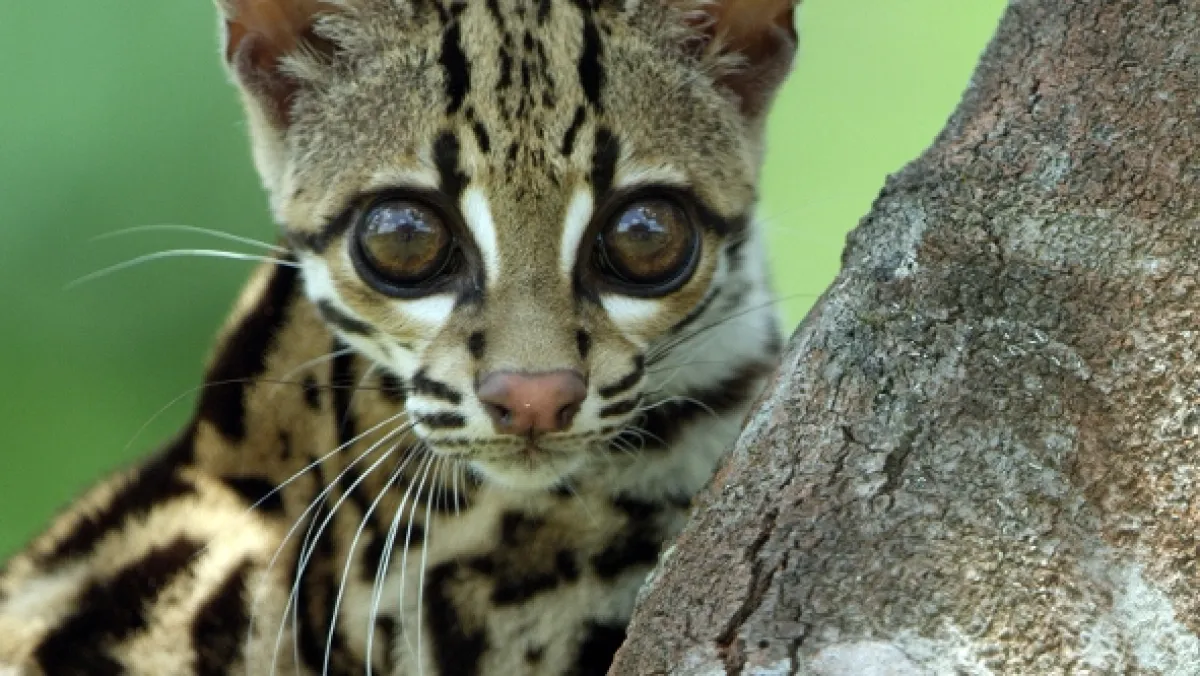 Ocelot a já - fotogaléria