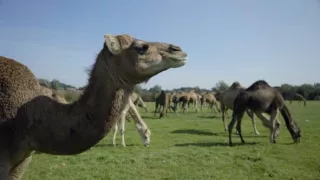 Rok 2050 - půjde to i bez masa?