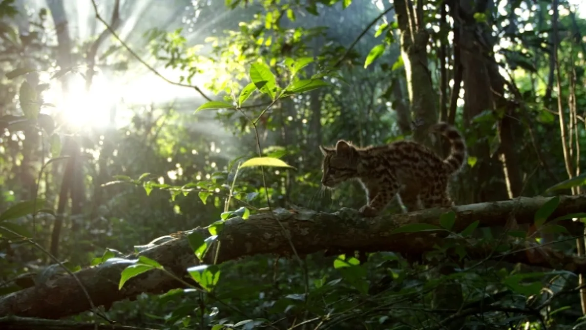 Ocelot a já - fotogaléria