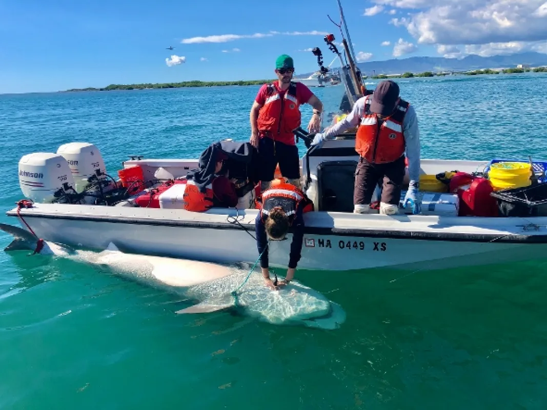 Když žraloci útočí (When Sharks Attack), 2020 - fotogaléria