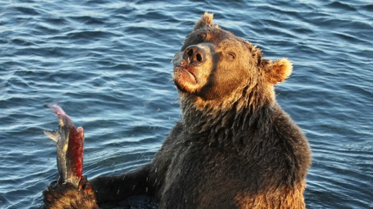 Medvědí země (Bearland), 2023 - fotogaléria