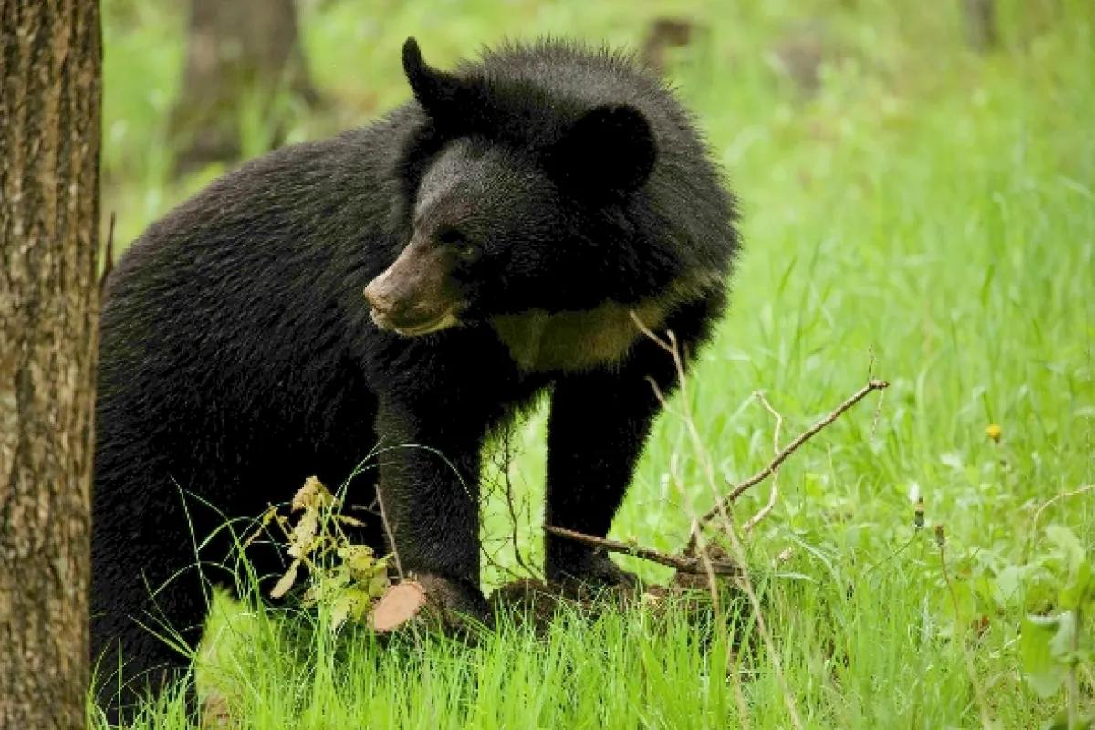 Medvědí země (Bearland), 2023 - fotogaléria