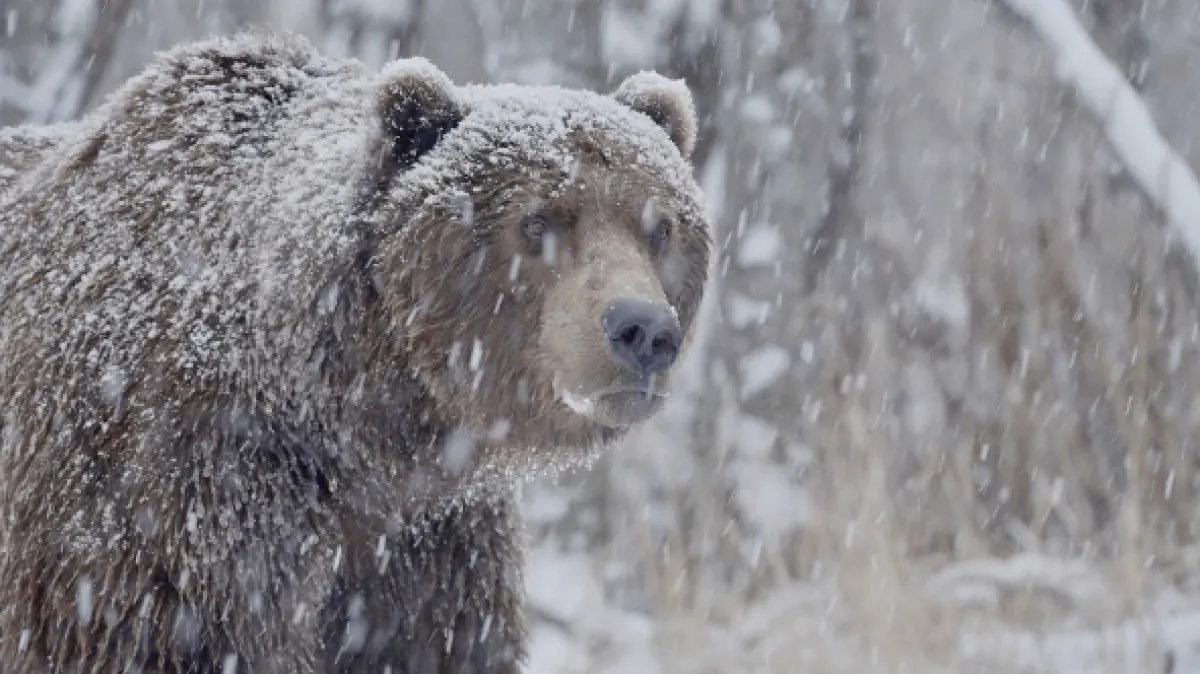 Medvědí země (Bearland), 2023 - fotogaléria