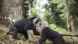 Dcéry a synovia divočiny (4/5)