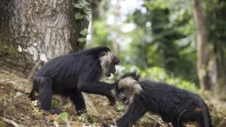 Dcéry a synovia divočiny (4/5)