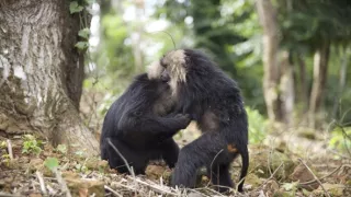 Dcéry a synovia divočiny (4/5)