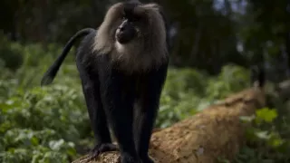 Dcéry a synovia divočiny (4/5)