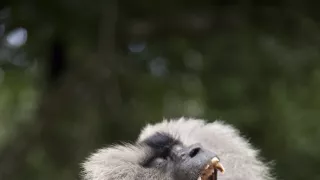 Dcéry a synovia divočiny (4/5)