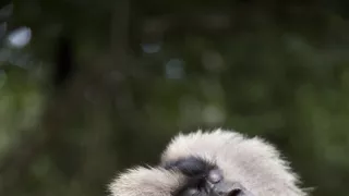 Dcéry a synovia divočiny (4/5)