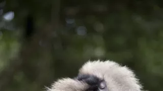 Dcéry a synovia divočiny (4/5)