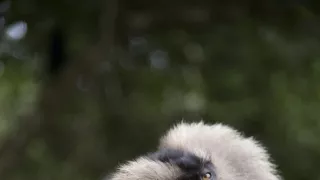 Dcéry a synovia divočiny (4/5)