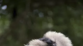 Dcéry a synovia divočiny (4/5)