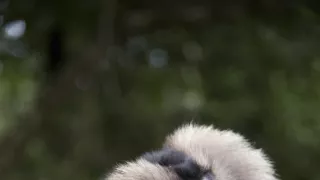 Dcéry a synovia divočiny (4/5)