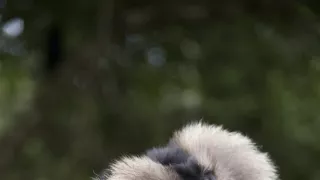 Dcéry a synovia divočiny (4/5)