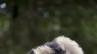 Dcéry a synovia divočiny (4/5)