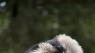 Dcéry a synovia divočiny (4/5)