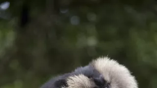 Dcéry a synovia divočiny (4/5)