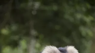 Dcéry a synovia divočiny (4/5)