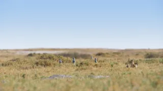 Zázračná planeta: Dynastie II (1/6)