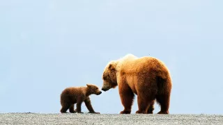 Medvědi grizzly na Aljašce (1/2)