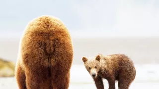 Medvědi grizzly na Aljašce (1/2)