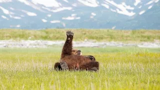 Medvědi grizzly na Aljašce (1/2)