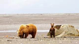 Medvědi grizzly na Aljašce (1/2)