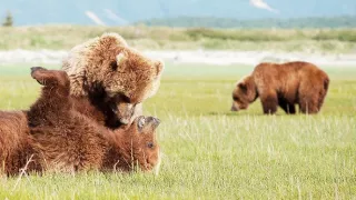 Medvědi grizzly na Aljašce (1/2)