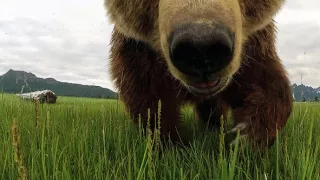 Medvědi grizzly na Aljašce (1/2)