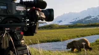 Medvědi grizzly na Aljašce (1/2)