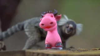 Zázračná planéta: Primáty (3/3)