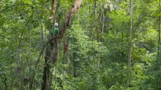 Zázračná planéta: Primáty (3/3)