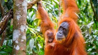 Zázračná planéta: Primáty (3/3)