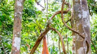 Zázračná planéta: Primáty (3/3)