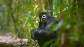 Zázračná planéta: Primáty (3/3)