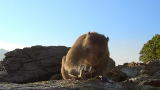 Zázračná planéta: Primáty (3/3)