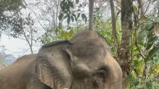 Laos: Ozvěny harmonie (2)