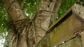 Na cestě po Šalamounových ostrovech