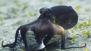 Neobyčejní obyvatelé oceánů (1)