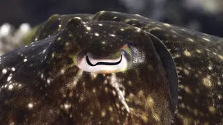 Neobyčejní obyvatelé oceánů (1)