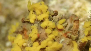 Neobyčejní obyvatelé oceánů (1)