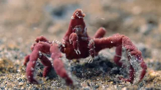 Neobyčejní obyvatelé oceánů (1)