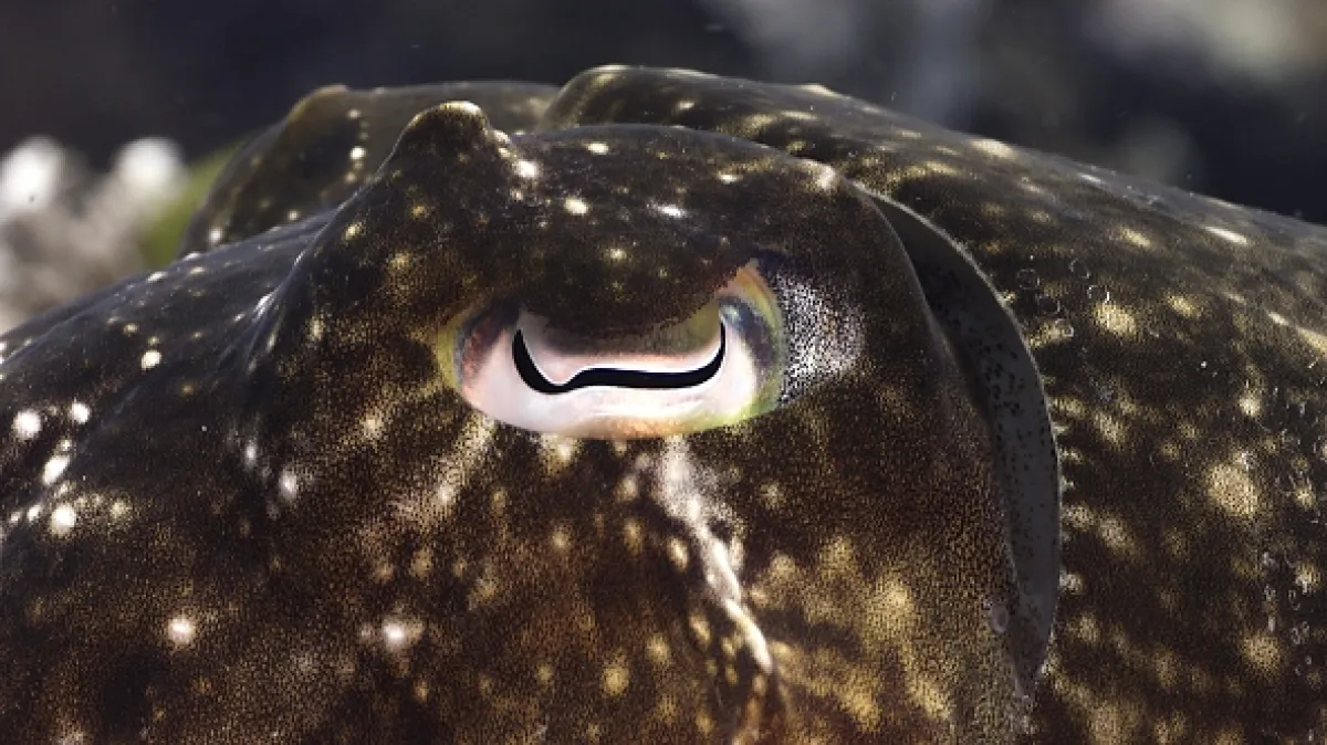 Neobyčejní obyvatelé oceánů (Weird Ocean Creatures), 2024 - fotogaléria