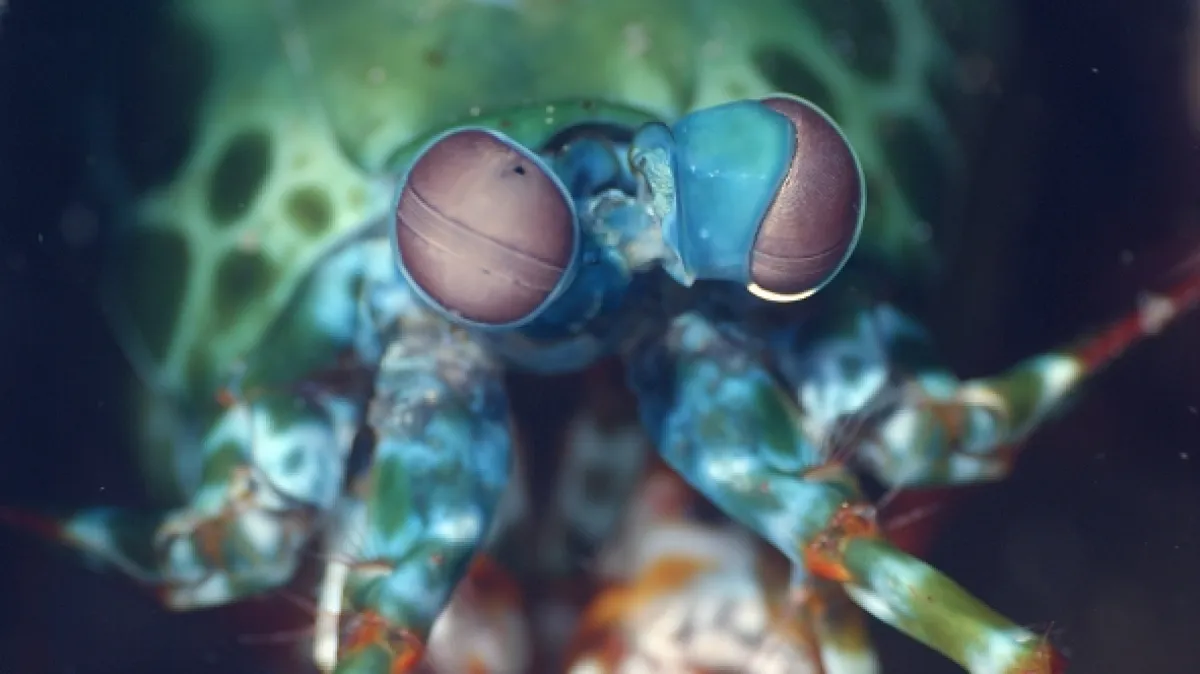 Neobyčejní obyvatelé oceánů (Weird Ocean Creatures), 2024 - fotogaléria