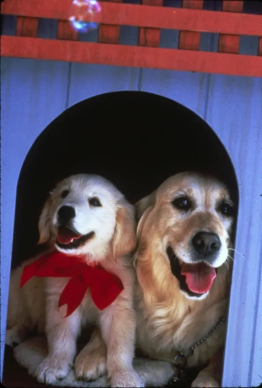 Napoleon, 1995 - fotogaléria