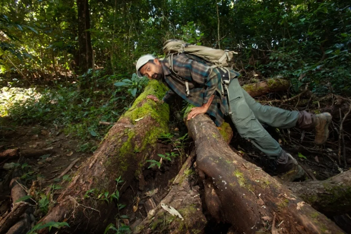 Indické divoké kočky, 2020 - fotogaléria