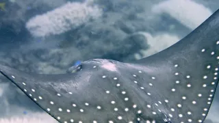 Neobyčejní obyvatelé oceánů (1)