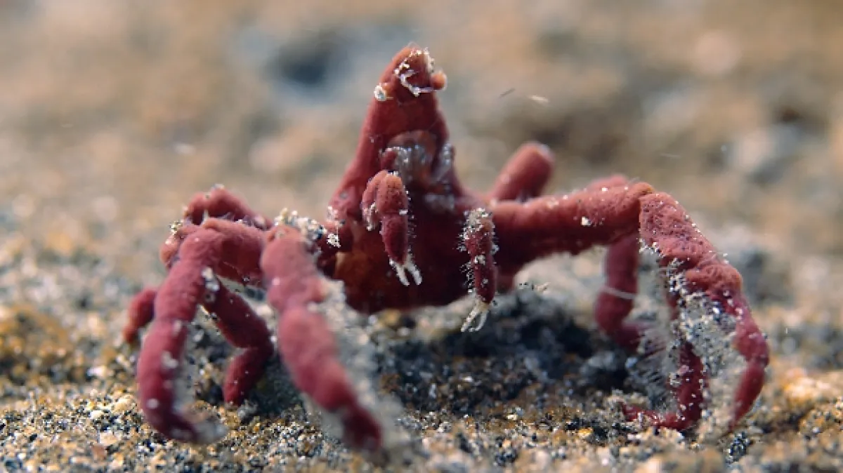 Neobyčejní obyvatelé oceánů (Weird Ocean Creatures), 2024 - fotogaléria