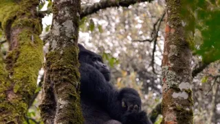 Divoká Uganda