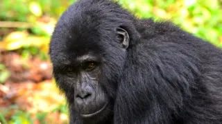 Divoká Uganda